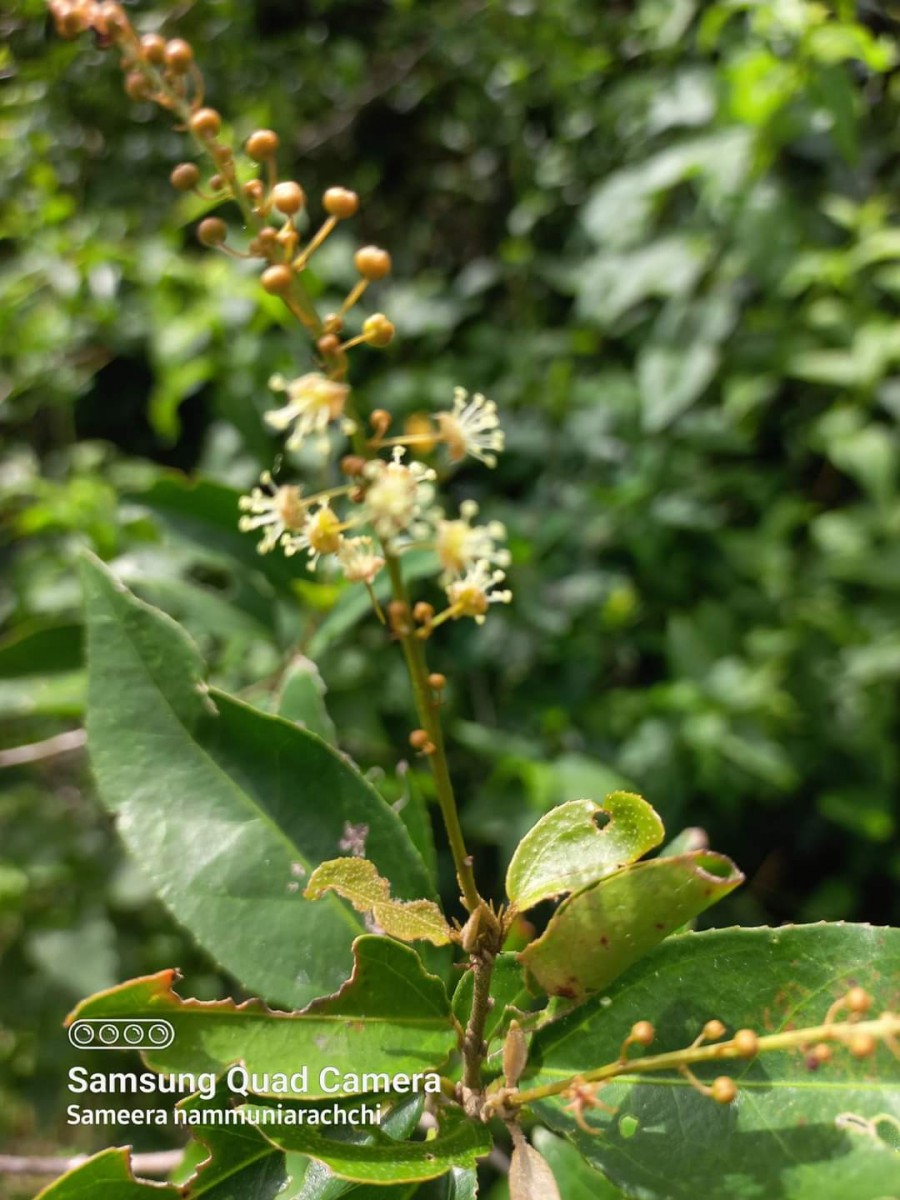 Croton klotzschianus (Wight) Thwaites